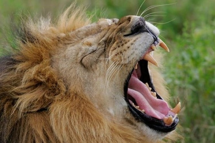 ‘Love hormone’ oxytocin turns fierce South African lions into kittens