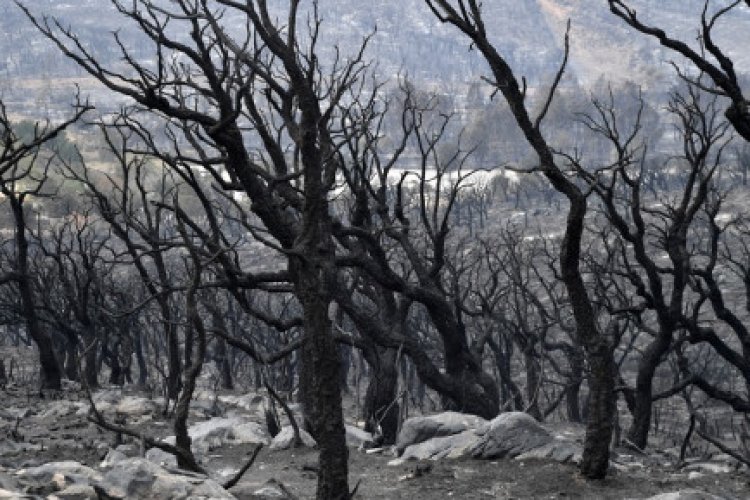 Algeria fires that killed at least 38, also burned UNESCO-listed park: expert