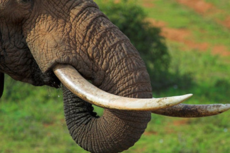 Hungry elephants, Cameroon farmers struggle to coexist