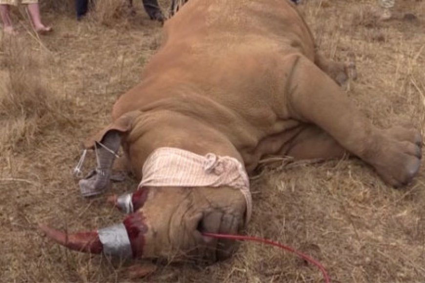 South Africa turns to lie detectors in anti-poaching war